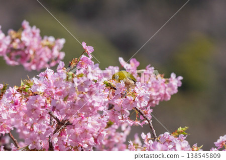 Kawazu cherry tree in full bloom and mezzo Kawazu cherry tree in full bloom and mezzo 138545809