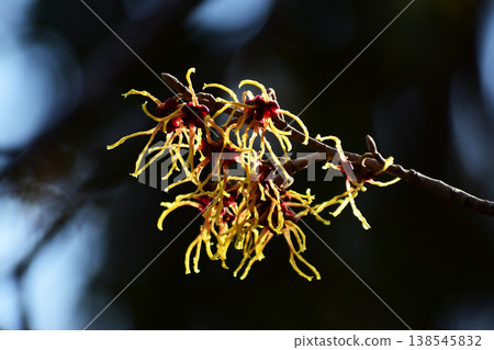 Witch hazel on a dark early spring morning Witch hazel on a dark early spring morning 138545832