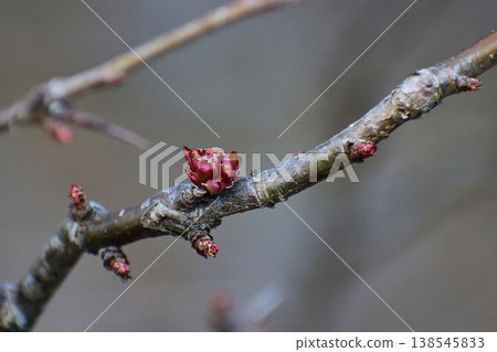 The red, hard buds of the Japanese quince The red, hard buds of the Japanese quince 138545833