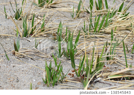 海蒜苗 海蒜苗 138545843