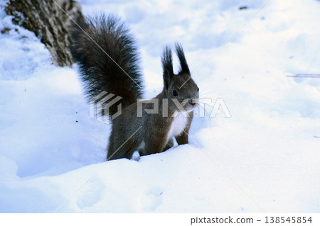 A Hokkaido squirrel that landed on the snowy ground 138545854