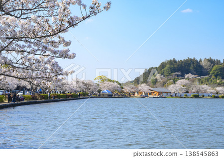 Somei-yoshino cherry blossoms, Kairakuen and Kobuntei on the shores of Lake Senba in Mito City Somei-yoshino cherry blossoms, Kairakuen and Kobuntei on the shores of Lake Senba in Mito City 138545863