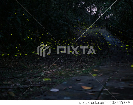 Fireflies in the woods Fireflies in the woods 138545889
