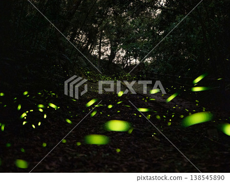 Fireflies in the woods Fireflies in the woods 138545890