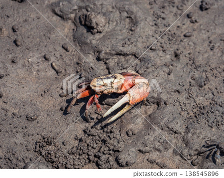 高美濕地的招潮蟹 高美濕地的招潮蟹 138545896