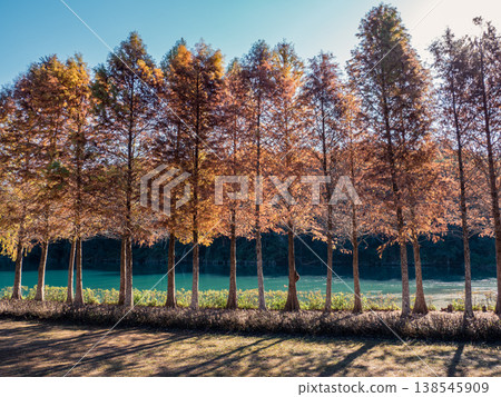Sun Moon Lake scenery, bald cypress trees Sun Moon Lake scenery, bald cypress trees 138545909
