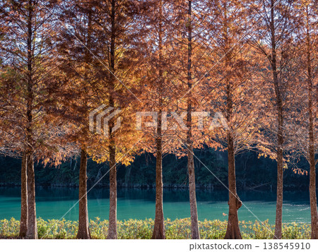 日月潭景色 落羽松 138545910