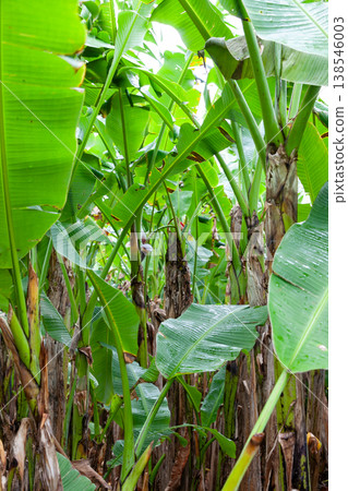 Raw materials for Okinawan banana fiber cloth Raw materials for Okinawan banana fiber cloth 138546003