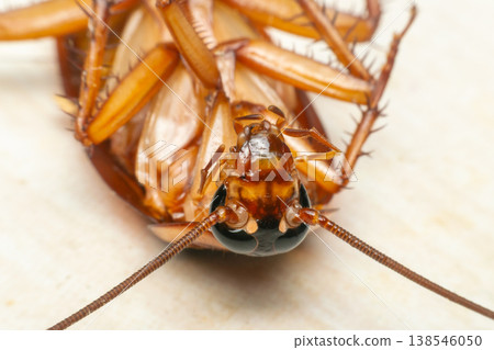 Extreme macro close up of cockroach showing detailed eyes antenna and body texture highlighting pest infestation hygiene risk and household contamination concept Extreme macro close up of cockroach showing detailed eyes antenna and body texture highlighting pest infestation hygiene risk and household contamination concept 138546050