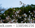 Cherry Blossoms	 138546156