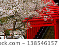 Cherry Blossoms and Torii Torii 138546157