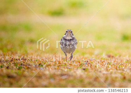 Thrush walking on the ground Thrush walking on the ground 138546213