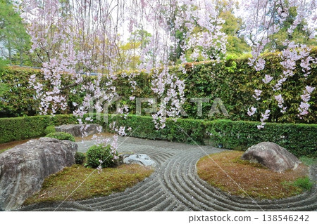 Weeping cherry tree at Ryoanji Temple Weeping cherry tree at Ryoanji Temple 138546242