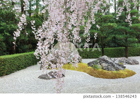 The weeping cherry tree at Ryoanji Temple (Part 2) The weeping cherry tree at Ryoanji Temple (Part 2) 138546243