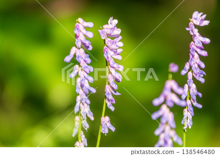 Purple blue flowers of the Tufted Bird vetch, Cow vetch (Vicia cracca) wildflower in green grass Purple blue flowers of the Tufted Bird vetch, Cow vetch (Vicia cracca) wildflower in green grass 138546480