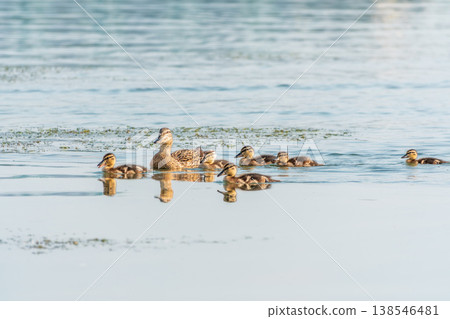 A family of ducks, a duck and its little ducklings are swimming in the water. The duck takes care of its newborn ducklings. Mallard, lat. Anas platyrhynchos A family of ducks, a duck and its little ducklings are swimming in the water. The duck takes care of its newborn ducklings. Mallard, lat. Anas platyrhynchos 138546481