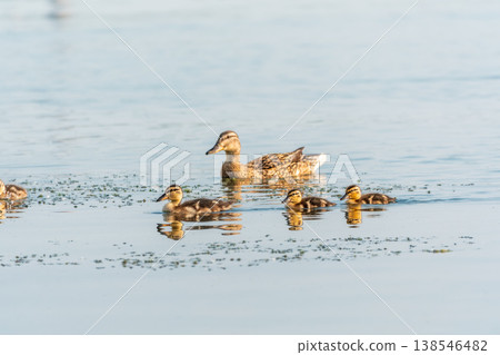 A family of ducks, a duck and its little ducklings are swimming in the water. The duck takes care of its newborn ducklings. Mallard, lat. Anas platyrhynchos 138546482