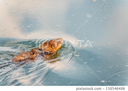 Muskrat, Ondatra zibethicuseats swiming at the surface of the lake water. Muskrat, Ondatra zibethicuseats swiming at the surface of the lake water. 138546486