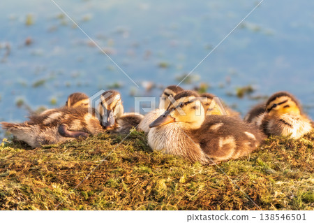 Cute little ducklings sits on a lake coast Cute little ducklings sits on a lake coast 138546501