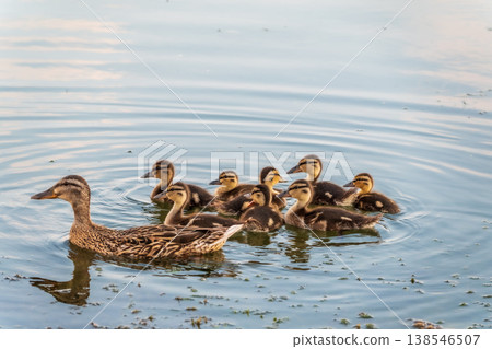 A family of ducks, a duck and its little ducklings are swimming in the water. The duck takes care of its newborn ducklings. Mallard, lat. Anas platyrhynchos A family of ducks, a duck and its little ducklings are swimming in the water. The duck takes care of its newborn ducklings. Mallard, lat. Anas platyrhynchos 138546507