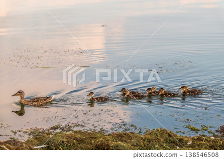 A family of ducks, a duck and its little ducklings are swimming in the water. The duck takes care of its newborn ducklings. Mallard, lat. Anas platyrhynchos 138546508