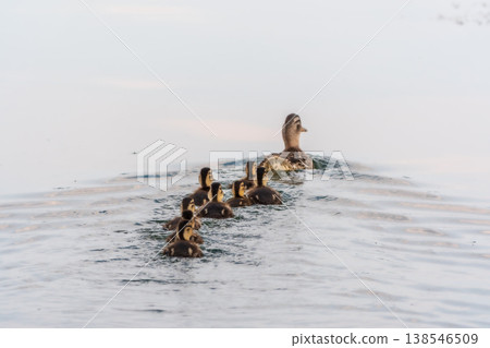 A family of ducks, a duck and its little ducklings are swimming in the water. The duck takes care of its newborn ducklings. Mallard, lat. Anas platyrhynchos 138546509
