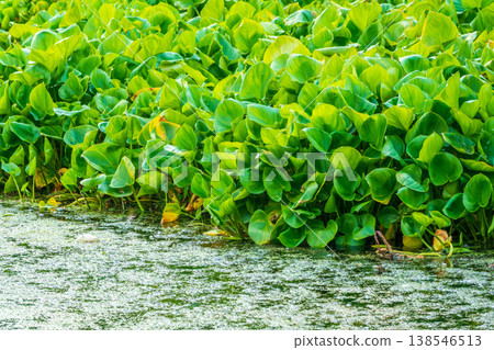 Green, juicy grass grow on the shore of the lake. The leaves are illuminated by the bright evening sun. Green, juicy grass grow on the shore of the lake. The leaves are illuminated by the bright evening sun. 138546513