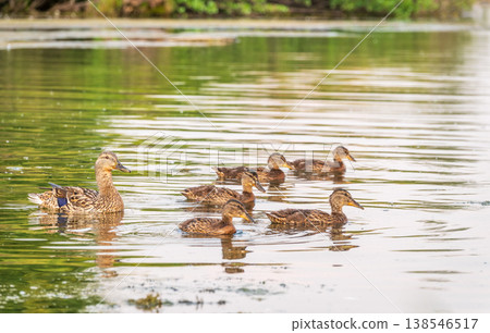A family of ducks, a duck and its little ducklings are swimming in the water. The duck takes care of its newborn ducklings. Mallard, lat. Anas platyrhynchos 138546517