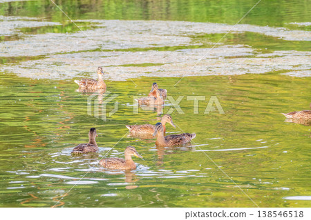 A family of ducks, a duck and its little ducklings are swimming in the water. The duck takes care of its newborn ducklings. Mallard, lat. Anas platyrhynchos A family of ducks, a duck and its little ducklings are swimming in the water. The duck takes care of its newborn ducklings. Mallard, lat. Anas platyrhynchos 138546518