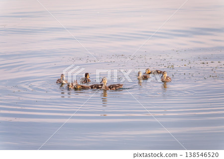 Cute little duckling swimming alone in a lake or river with calm water Cute little duckling swimming alone in a lake or river with calm water 138546520