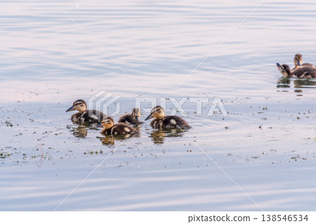 Cute little duckling swimming alone in a lake or river with calm water Cute little duckling swimming alone in a lake or river with calm water 138546534