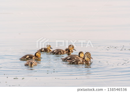 Cute little duckling swimming alone in a lake or river with calm water Cute little duckling swimming alone in a lake or river with calm water 138546536