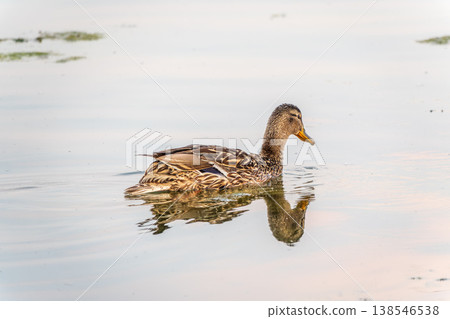 Mallard female Duck swims in the pond. Mallard female Duck swims in the pond. 138546538