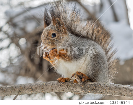 The squirrel with nut sits on tree in the winter or late autumn The squirrel with nut sits on tree in the winter or late autumn 138546544