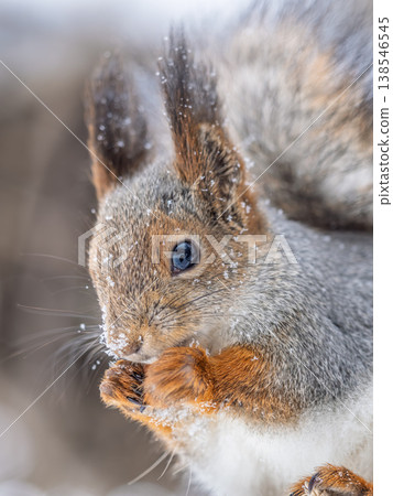 The squirrel with nut sits on tree in the winter or late autumn The squirrel with nut sits on tree in the winter or late autumn 138546545