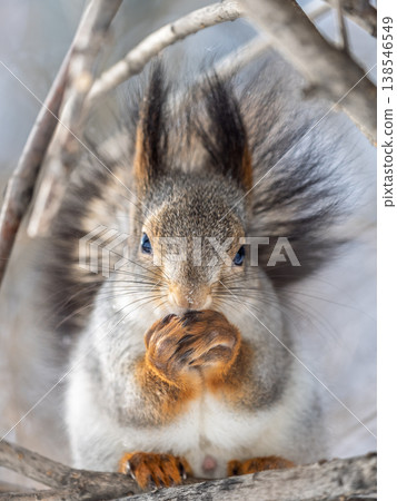 The squirrel with nut sits on tree in the winter or late autumn The squirrel with nut sits on tree in the winter or late autumn 138546549