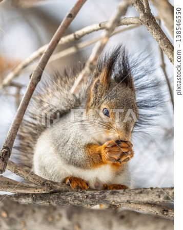 The squirrel with nut sits on tree in the winter or late autumn The squirrel with nut sits on tree in the winter or late autumn 138546550