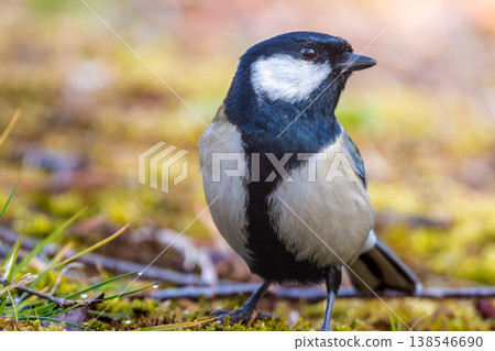 走在地上的山雀 138546690