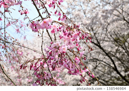 佐賀縣橫武水壩周圍的櫻花。 138546984