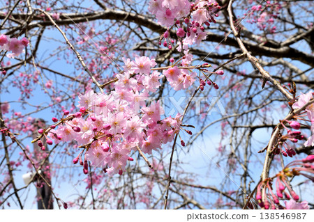 佐賀縣橫武水壩周圍的櫻花。 138546987