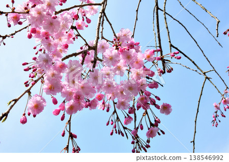 佐賀縣橫武水壩周圍的櫻花。 138546992