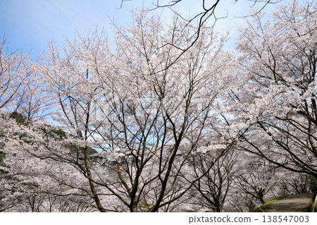 佐賀縣橫武水壩周圍的櫻花。 138547003