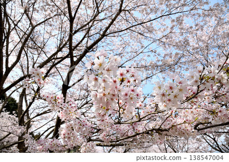 佐賀縣橫武水壩周圍的櫻花。 138547004