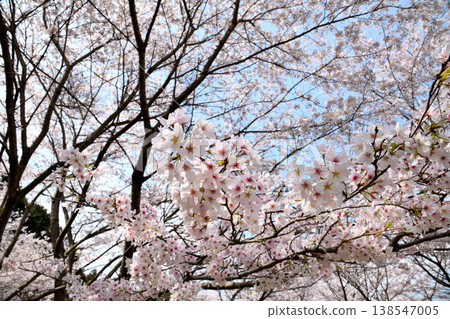 Cherry blossoms around Yokotake Dam in Saga Prefecture. 138547005