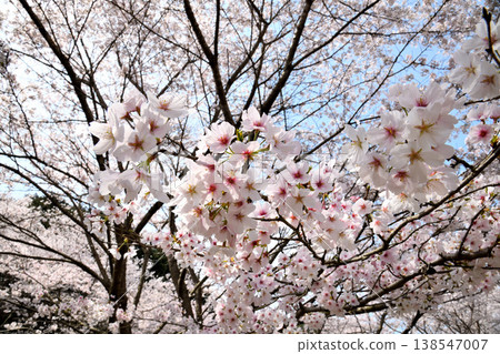 Cherry blossoms around Yokotake Dam in Saga Prefecture. 138547007