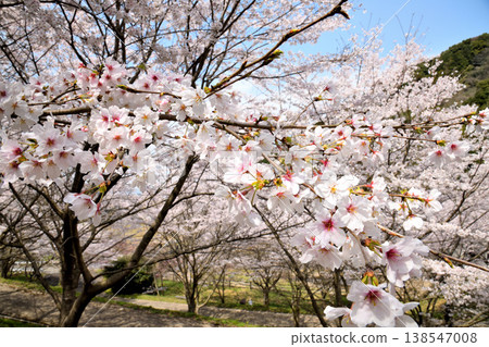 佐賀縣橫武水壩周圍的櫻花。 138547008