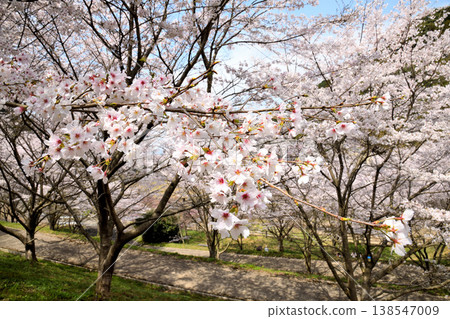 佐賀縣橫武水壩周圍的櫻花。 138547009