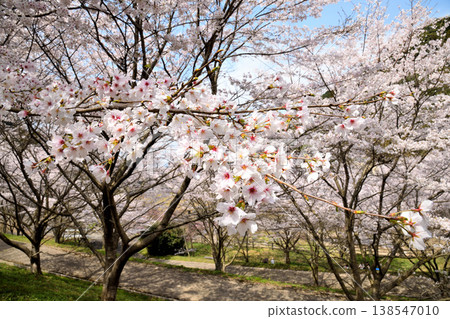 佐賀縣橫武水壩周圍的櫻花。 138547010