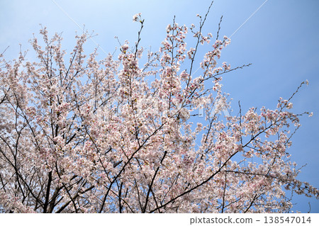 佐賀縣橫武水壩周圍的櫻花。 138547014