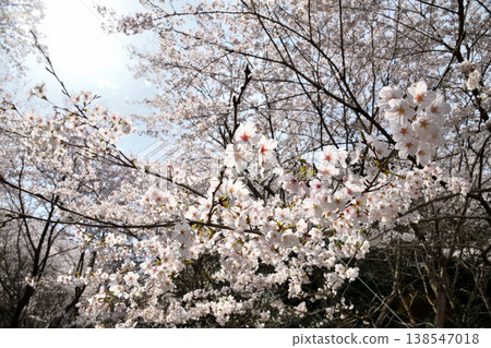 佐賀縣橫武水壩周圍的櫻花。 138547018